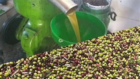 معصرة الزيتون في المنام - حلاوتها