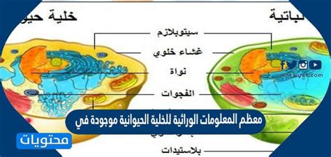 معظم المعلومات الوراثية للخلية الحيوانية موجودة في - حلول الكتاب معظم المعلومات الوراثية للخلية الحيوانية موجودة في - حلول الكتاب