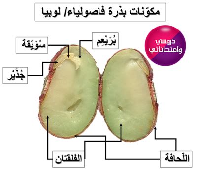 مكونات البذرة مكونات البذرة