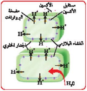 ملخص دراسة الهرمونات النباتية وردود أفعالها - بنية النبات ووظائف أجزائه - العلم خفيف