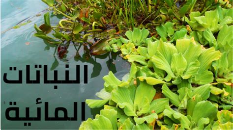 مناطق في الزنزانات تخزن الماء والطعام وبعض الفضلات - ملك الجواب مناطق في الزنزانات تخزن الماء والطعام وبعض الفضلات - ملك الجواب