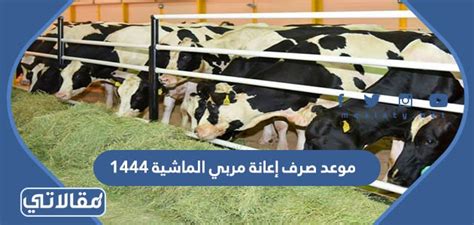 موعد سداد إعانة مربي الماشية 1444 والارتباط ببرنامج دعم مربي الماشية