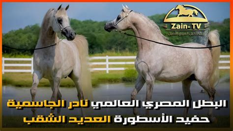 موقف الفحل العربي - سؤالك