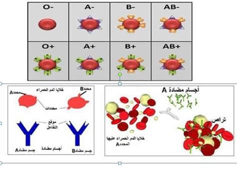 ميزات الاستجابة - الموضوع