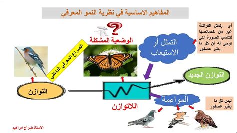 نظرية بياجيه في التطور المعرفي