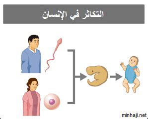نوع التكاثر في .............. الجنسي واللاجنسي بالبراعم