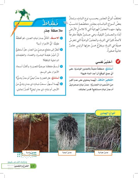 نوع من الجذور ينمو بالقرب من سطح الأرض ويأخذ شكل شبكة كبيرة نوع من الجذور ينمو بالقرب من سطح الأرض ويأخذ شكل شبكة كبيرة