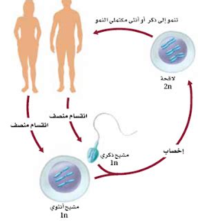 هل تحل سؤالاً يكون فيه عدد الخلايا الناتجة عن الانقسام الفتيلي في خلية جسدية هو 4 6 2 12؟ هل تحل سؤالاً يكون فيه عدد الخلايا الناتجة عن الانقسام الفتيلي في خلية جسدية هو 4 6 2 12؟