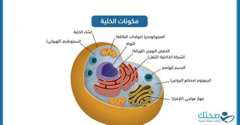 هم داخل نواة الخلية، هذه عصابات صغيرة تحمل كل التفاصيل عن الكائن الحي - الإجابة