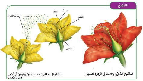 و. الحيوانات والرياح تساعد النباتات على التكاثر من خلال عملية التلقيح
