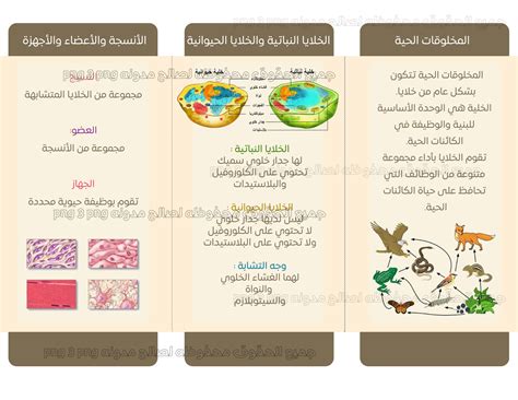 وحدة البنية والوظيفة في الكائنات الحية - شبكتنا العالمية