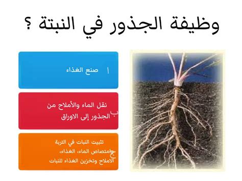 وظائف الجذر - الاتجاه