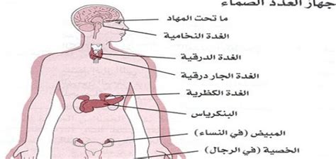 وهي تُلقب بطبيب الغدد الصماء - تريند