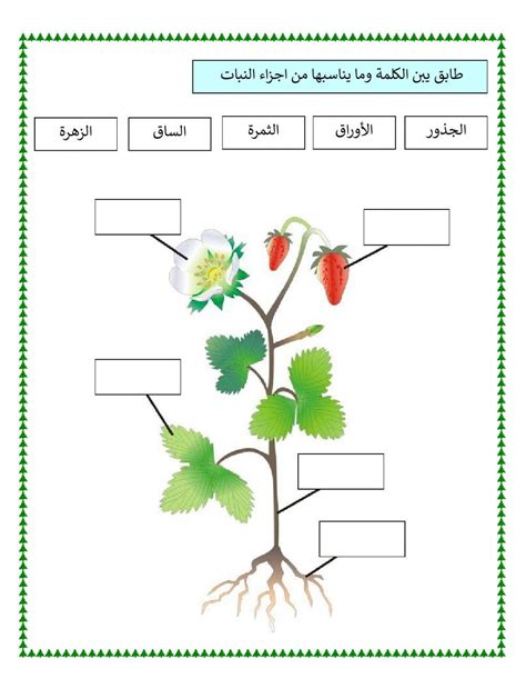 يؤدي انحلال جزء من أجزاء النبات إلى نقل الماء والمواد المغذية إلى أجزاء النبات المتبقية - مواد قابلة للذوبان يؤدي انحلال جزء من أجزاء النبات إلى نقل الماء والمواد المغذية إلى أجزاء النبات المتبقية - مواد قابلة للذوبان