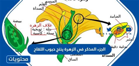 يتم إنتاج حبوب اللقاح في الزهرة في - فوغ