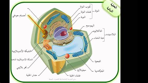 يحدث في الخلية النباتية ولكن ليس في الحيوان ... _ الحل - صفحة الدورة