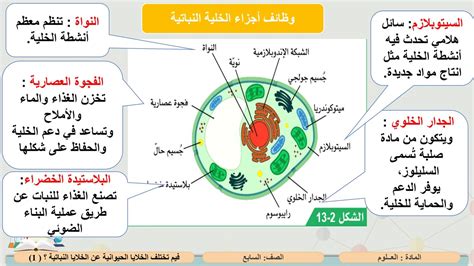 يحدث في الخلية النباتية ولكن ليس في الحيوان