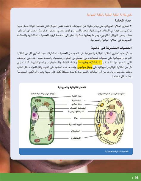يحدث في الخلية النباتية ولكن ليس في الخلية الحيوانية يحدث في الخلية النباتية ولكن ليس في الخلية الحيوانية