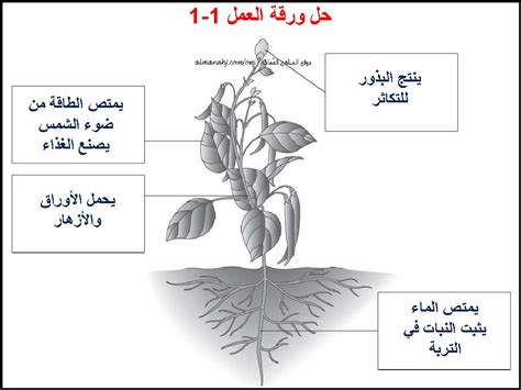 يسمى الجزء الموجود في جذع النبات - موسوعة المناهج