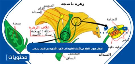 يسمى نقل حبوب اللقاح من anthers إلى وصمة العار في الزهور بالبراعم