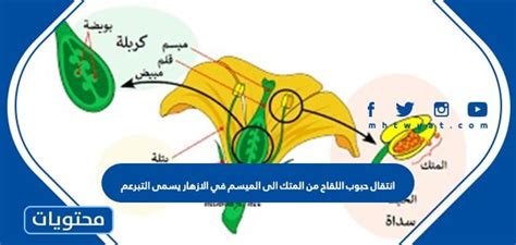يُطلق على نقل حبوب اللقاح من الأنثرات إلى وصمة العار في الأزهار اسم التبرعم أو الصحيح أو ...