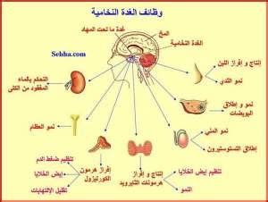 يطلق عليه سيدة علم الغدد الصماء - موقع المجد