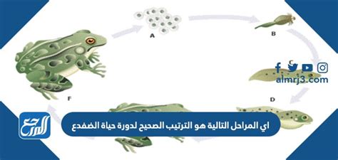 يمر الضفدع بأربع مراحل خلال دورة حياته، والتي تعرف - أنت تعرفها بشكل صحيح -