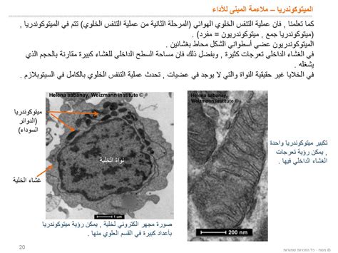 يمكن رؤية نواة الخلية بسهولة بواسطة مجهر بسيط لأنها كبيرة وبقع داكنة - وهو الدعم الناجح يمكن رؤية نواة الخلية بسهولة بواسطة مجهر بسيط لأنها كبيرة وبقع داكنة - وهو الدعم الناجح