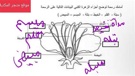 يمكن وصف الزهرة التي تظهر أمامك بأنها - موقع القلعة