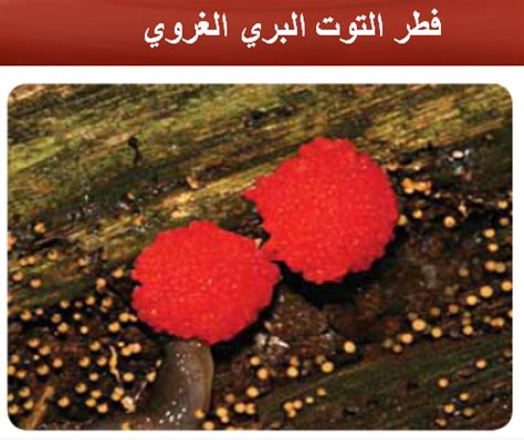 ينتمي محلول الفطريات الغروية إلى مجموعة من الطلائعيات المتماثلة - المذابات