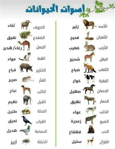 ينتهي الحيوان بحرف م