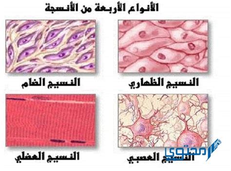 ينقل النسيج العصبي الرسائل في الجسم