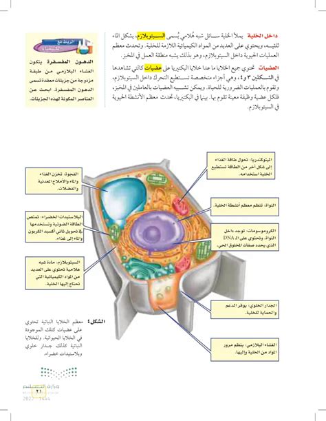 يوجد داخل نواة الخلية شرائط صغيرة تحمل معلومات كاملة عن الكائن الحي الذي - على حد علمي - اسمه.