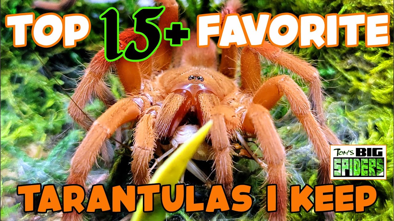 Tom's Big Spiders Tarantulas and Inverts My TOP 15+ Favorite