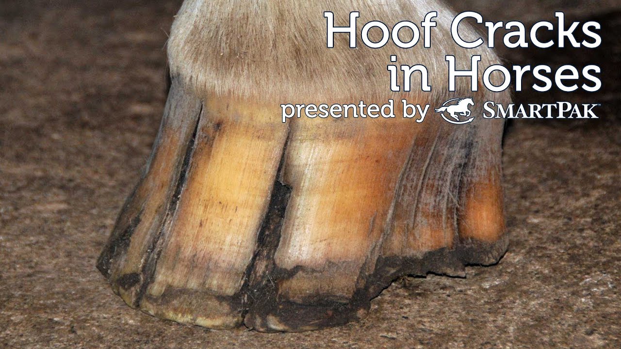 Common Horse Hoof Problems Farrier Pictures & Videos