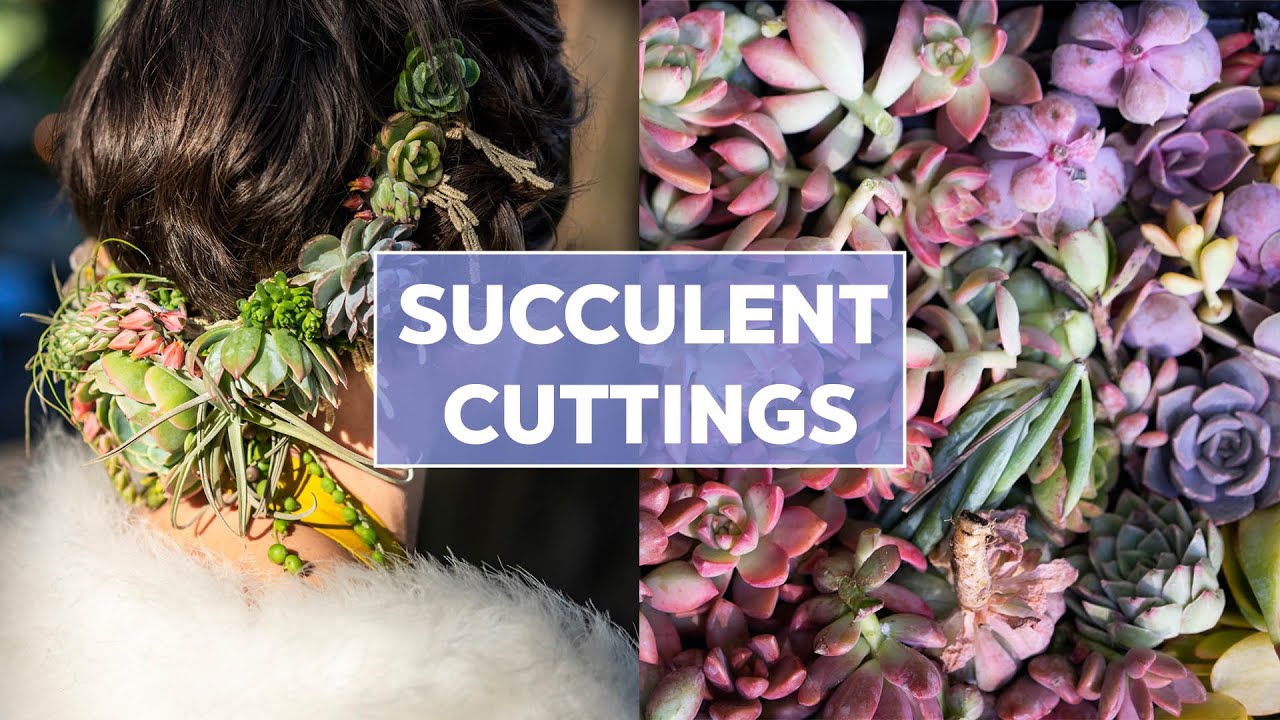 Planting Succulent Cuttings A Visual Guide Mountain Crest Gardens