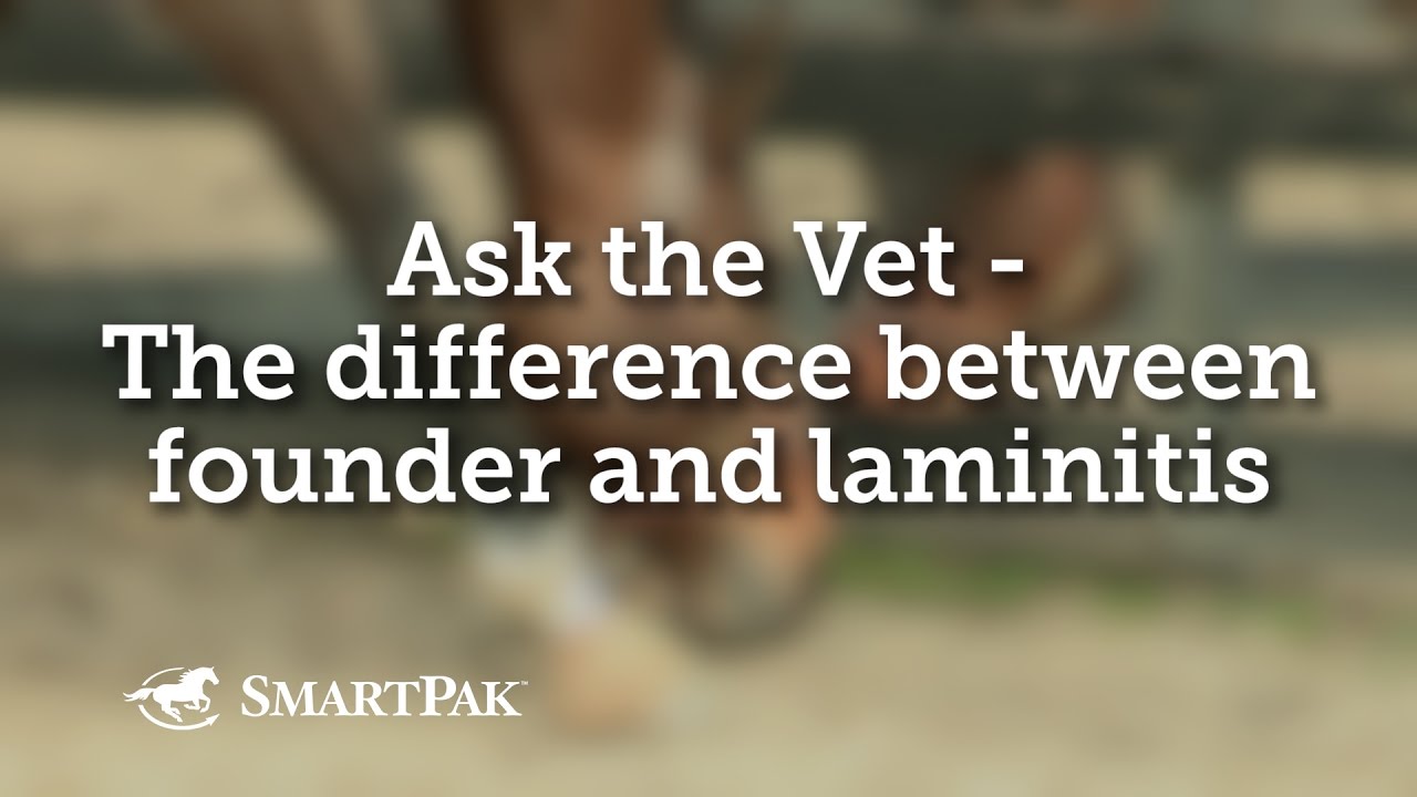 Difference Between Founder and Laminitis