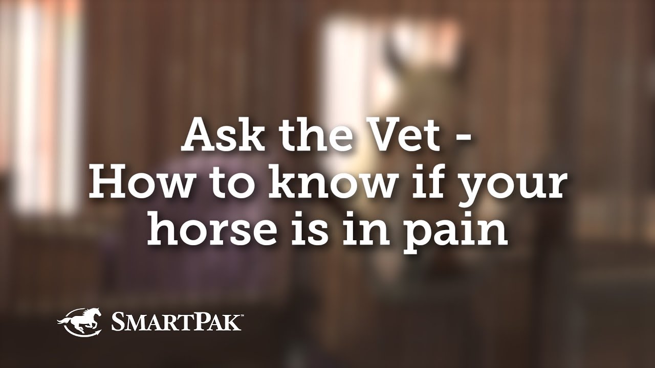 How to Tell if a Horse is in Pain Signs of