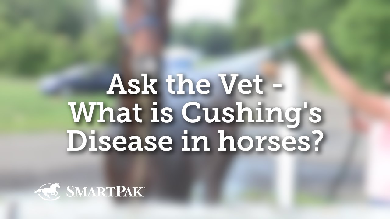 Cushing’s Disease in Horses PPID Causes, Signs & Treatment