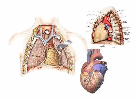 livre medecine anatomie
