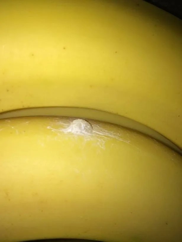 Aldi banana spider eggs Family's horrific find in supermarket fruit