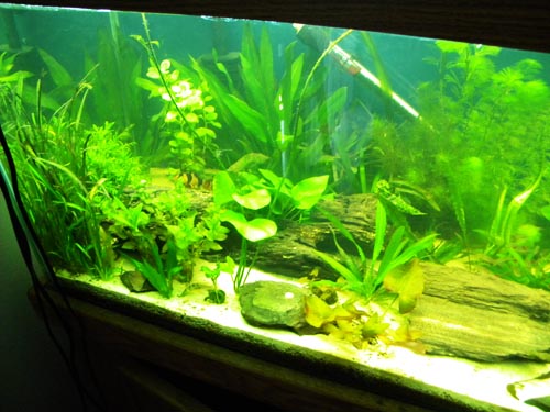 API Leaf Zone vs. SeaChem Flourish (use little words) The Planted