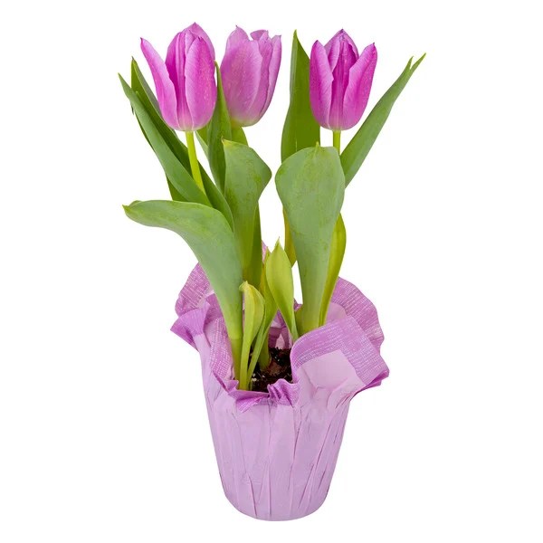 Save on Assorted Bulbs 4 Inch Pot (Plant May Vary) Order Online