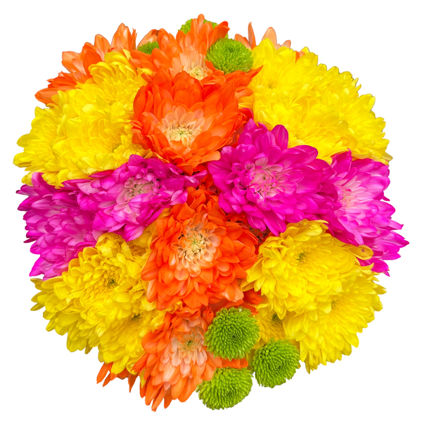 Save on Giant Winter Big Bunch Mums (Colors May Vary) Order Online