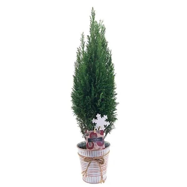 Save on Holiday Cypress Mini Christmas Tree in Tin 6 Inch Order Online