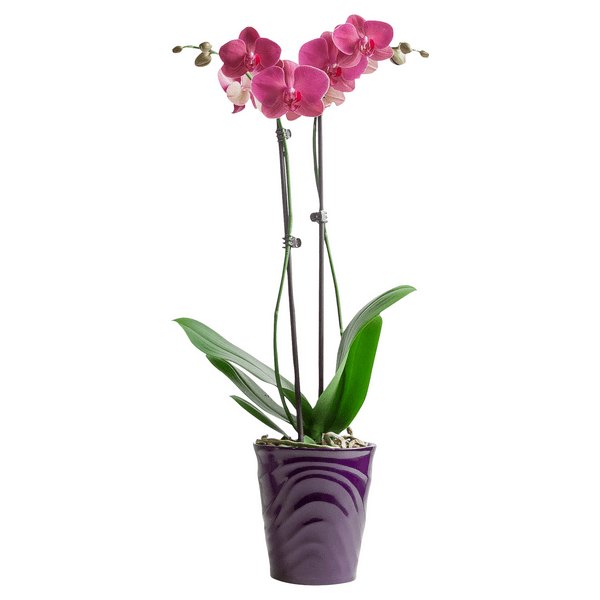 Save on Just Add Ice Orchids Phal Orchid in Ceramic Pot (Color of Pot