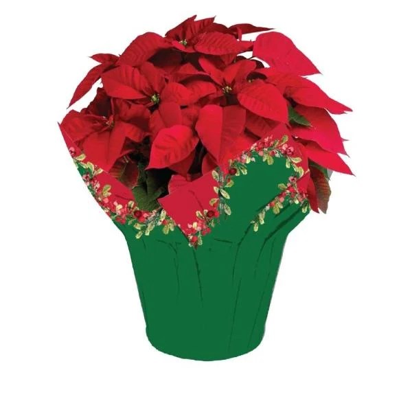 Save on Holiday Poinsettia 8 Inch Order Online Delivery Stop & Shop