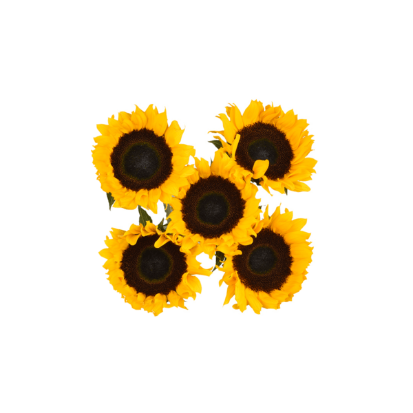 Save on Sunflowers Order Online Delivery Stop & Shop