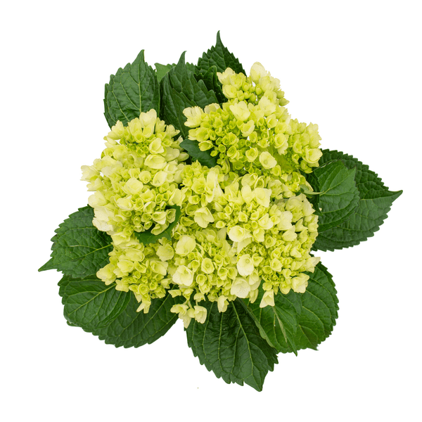 Save on Hydrangea Green Order Online Delivery Giant
