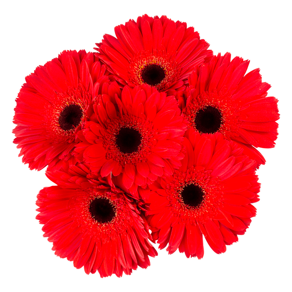 Save on D.I.Y. Gerbera Daisy Red Order Online Delivery GIANT